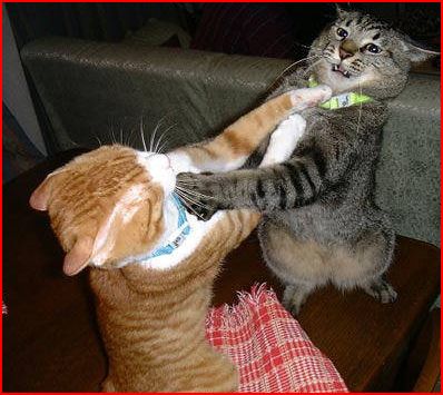gatos-peleando-por-el-ratc3b3n.jpg